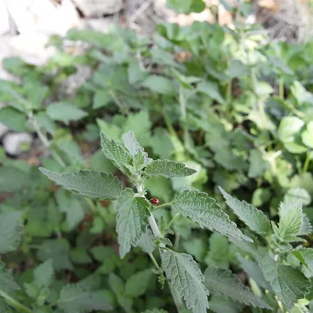 Apartman Le Della Posta Santo Stefano di Sessanio