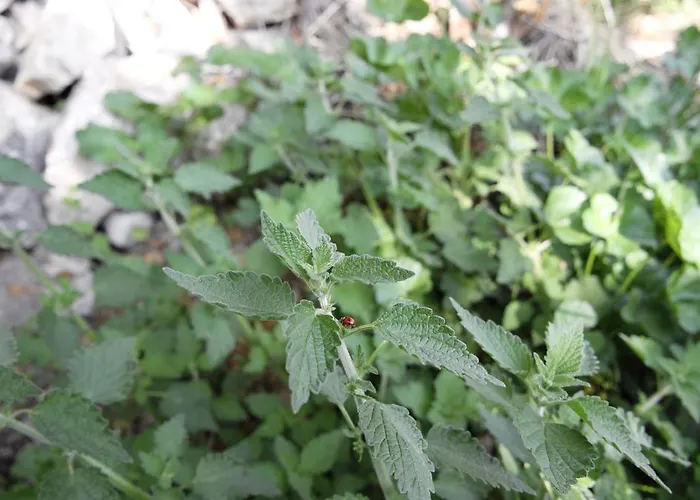 Daire Le Della Posta Santo Stefano Di Sessanio